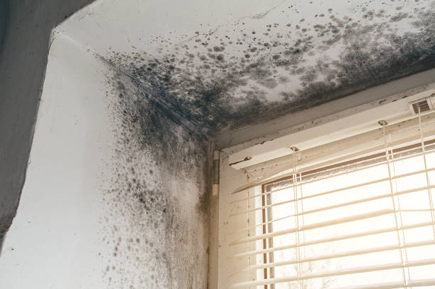 Affordable Mold Remediation solutions in Airway Heights, WA